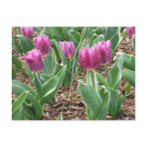 Purple Tulips postcards