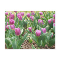 Purple Tulips postcards