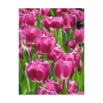 Purple Tulips postcards