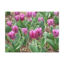 Purple Tulips postcards