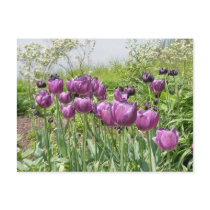 PURPLE TULIPS postcards