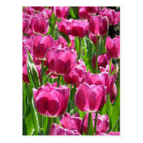 Purple Tulips postcards