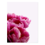 Purple Tulips Postcards