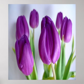 Purple Tulips Posters