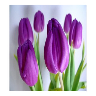 Purple Tulips Posters