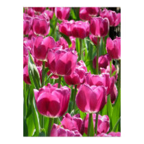 Purple Tulips posters
