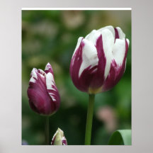Purple Tulips Print