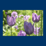 Purple Tulips canvas prints