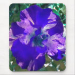 Purple Variegated Rose mousepad