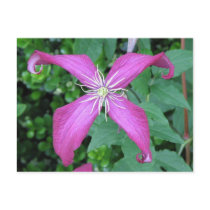 Purple Vine Flower postcards by princessklb07 Purple Vine Flower postcards