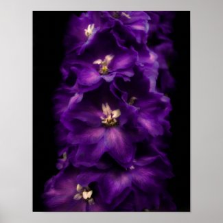 Purple Vintage Delphinium print