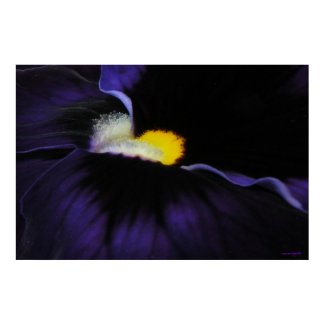 Purple Viola Poster Print print