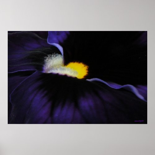 Purple Viola Poster Print print