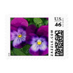 Purple Violet Flower Postage