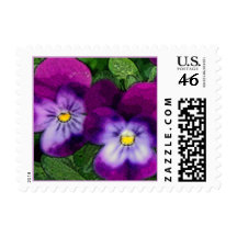 Purple Violet Flower Postage
