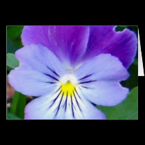 Purple Violet-Upclose cards