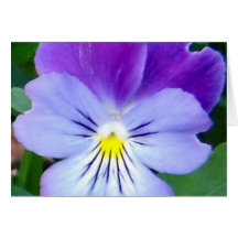 Purple Violet-Upclose Greeting Card
