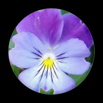 Purple Violet-Upclose magnets