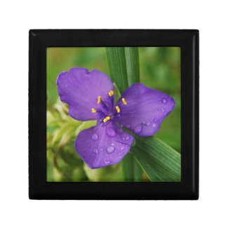 Purple Virginia Spiderwort Flower gift box