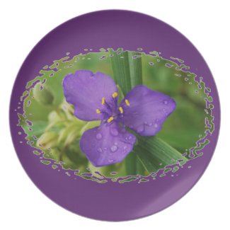 Purple Virginia Spiderwort Flower plate