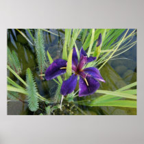 purple water iris black gamecock poster print