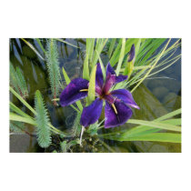 Purple Water/Black Gamecock Iris Poster Print posters