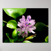 Purple Water Hyacinth Posters