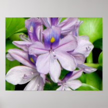 Purple Water Hyacinth Print