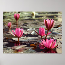Purple Water Lilies in Full Bloom Print