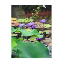 Purple water lilies postcards