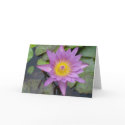Purple Water Lilly cards