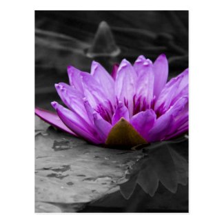 Purple Water Lily 002 Black and White Background