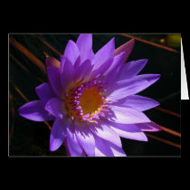 Purple Water Lily cards