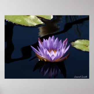 Purple Water Lily print