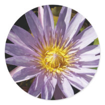 Purple Water Lily Sticker by junipergrove Purple Water Lily Sticker