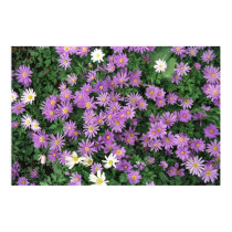 Purple Waterlilies posters