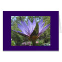 Purple Waterlily cards