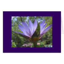 Purple Waterlily cards by LouWeez Purple Waterlily cards