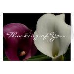 Purple White Callas Cards