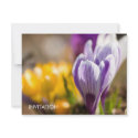 Purple & White Crocuses DSC0697 invitations by HortusFloridus Purple & White Crocuses DSC0697 invitations