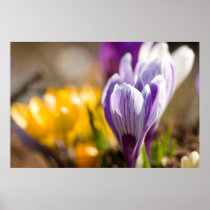 Purple & White Crocuses DSC0697 Posters