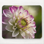 Purple & White Dahlia Mousepads