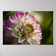 Purple & White Dahlia Posters