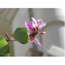 Purple White Flower In Town photo sculptures