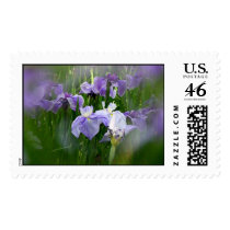 Purple & White Iris, Filtered postage