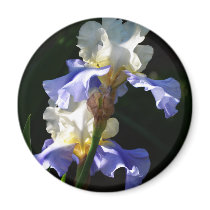 Purple & White Iris magnets