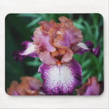 Purple & White Iris.. Mouse Pad