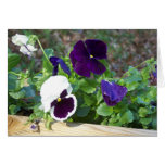 Purple & White Pansy Cards