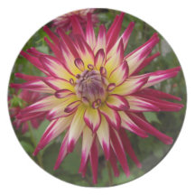 Purple white yellow Dahlia flower Dinner Plates