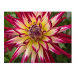 Purple white yellow Dahlia flower Post Card